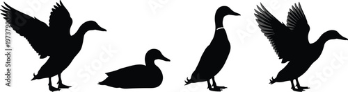 Black silhouette ducks in various poses including standing, flapping wings, floating, preparing flight illustration design concept