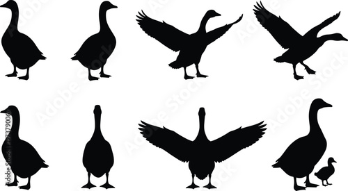 Black silhouette geese in various poses including standing, wings spread, flying, landing, dynamic bird motion illustration design concept