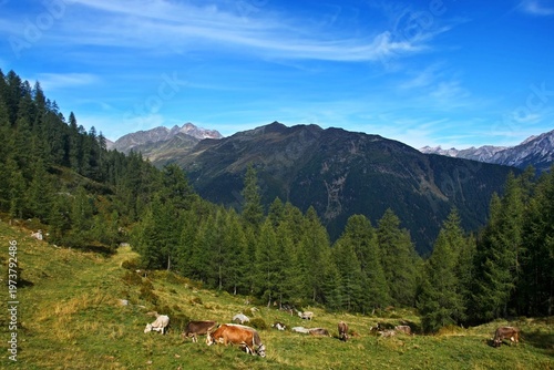 Austrian Alps - view of the peaks in Lechtal Alps from the footpath to the Versingalpe Hutte near village See
