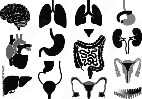 Black and white anatomical illustration of human internal organs brain lungs heart stomach intestines liver kidneys bladder uterus spinal column design