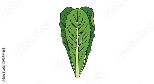 Detailed illustration of fresh green romaine lettuce leaves shows healthy leafy vegetables for a nutritious vegetarian diet.
