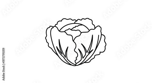 Simple black and white line drawing of a leafy cabbage head perfect for coloring books or healthy food menu illustrations.