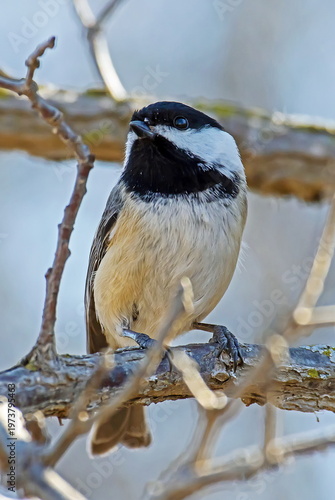 black-capped chickadee