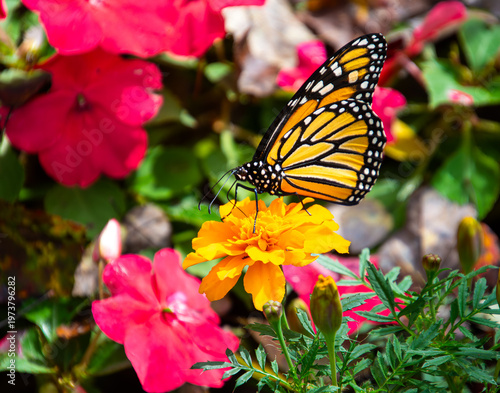 фотографія A bright orange monarch butterfly, Danaus plexippus, on a gold marigold with bri