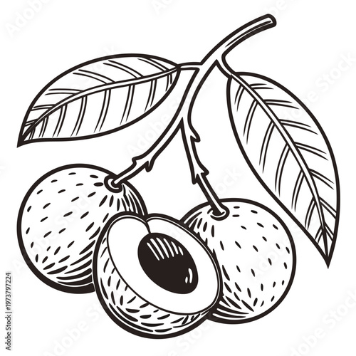 longan vector