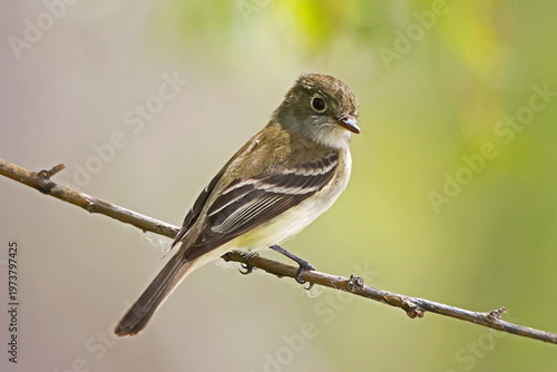 least flycatcher