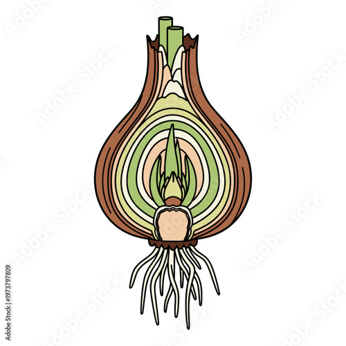 Onion Tulip Bulb Cut with Internal Layers and Roots Illustration