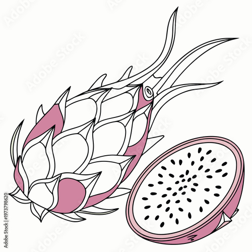 dragon fruit vector