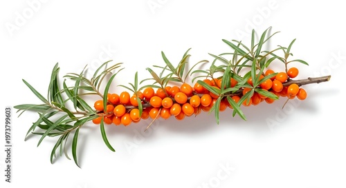 sea buckthorn berries