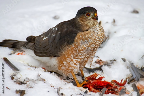 cooper's hawk