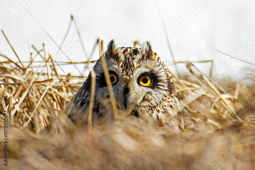 short-eared owl