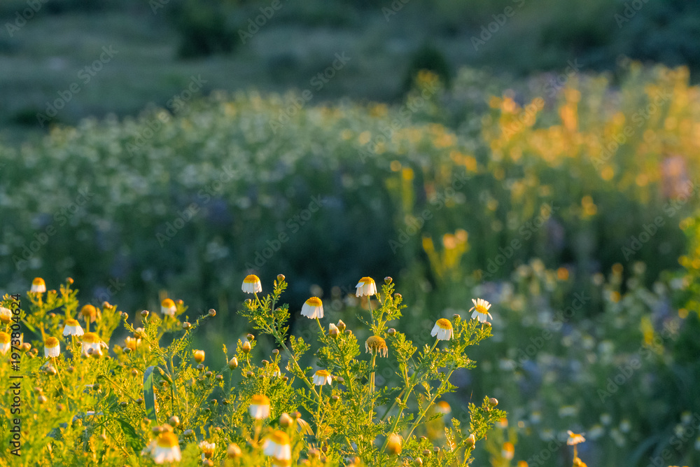 Fototapeta premium Daisies in the morning