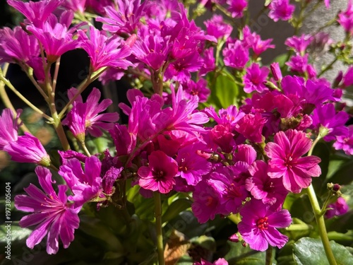 Lewisia cliff maids pink .flowering plant 
