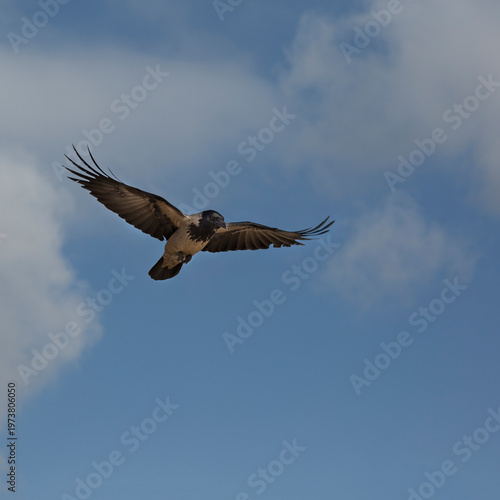 A raven against a blue sky with delicate clouds
