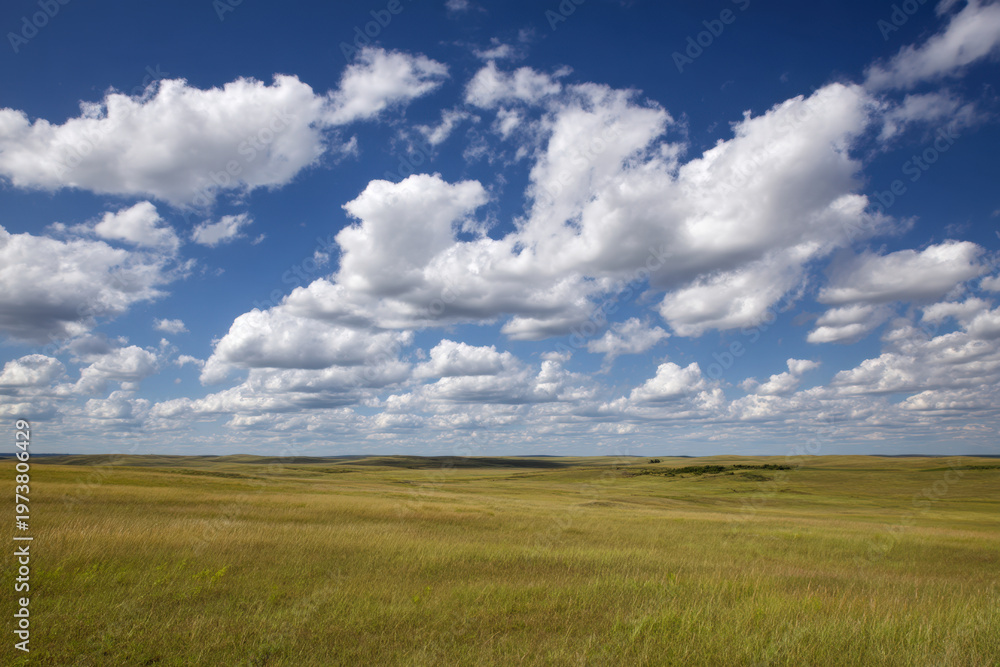 Obraz premium Wide prairie grassland with tall foreground grass under bright cumulus clouds