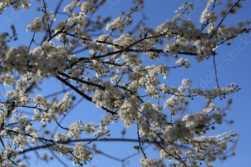 Bild auf Leinwand cherry blossom in spring