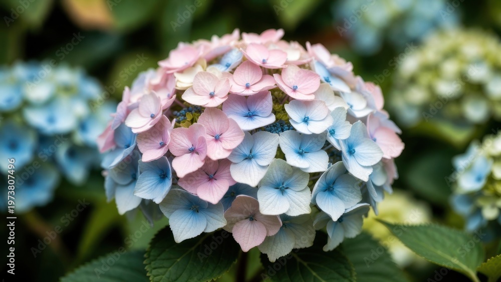 Obraz premium Hydrangea head displaying multicolor blooms in garden setting