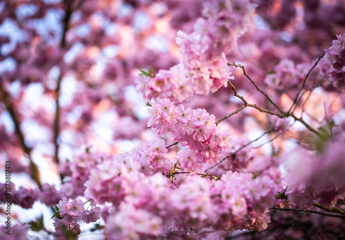 Rosa blühende Kirschblüten