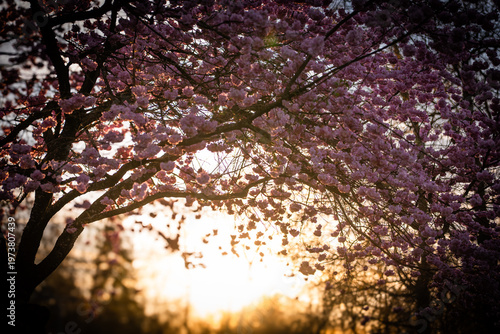 Blühende Kirschbäume im Sonnenuntergang