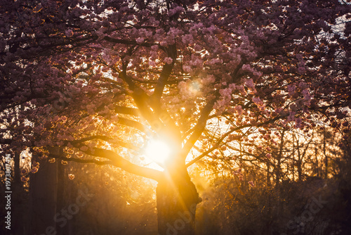Blühende Kirschbäume im Sonnenuntergang
