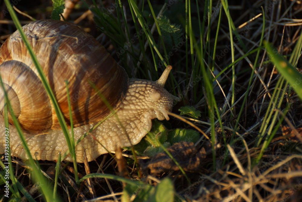Obraz premium Snail on Mossy Leaf