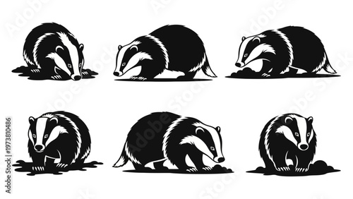 Set of Six Badger Illustrations with Different Poses on White Background