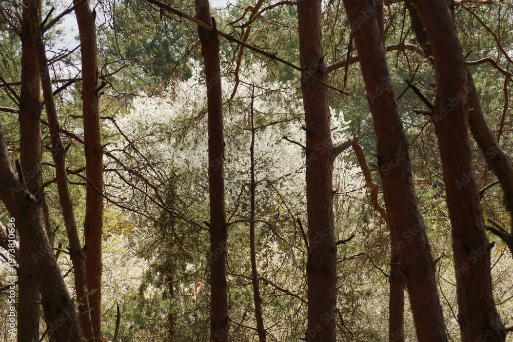 Fototapeta premium Forest with bugs and trees