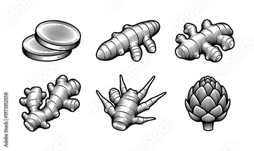 A set of ginger root and artichoke illustrations in a vintage engraving style. This black and white collection is perfect for food packaging, menus, and botanical designs.