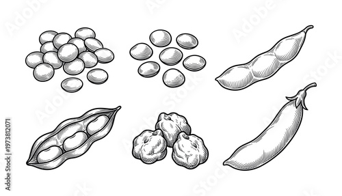A set of hand-drawn legumes in a vintage engraving style. Includes soybeans, lentils, peas, and chickpeas. Perfect for packaging, menus, and organic food branding.