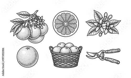 A set of vintage orange illustrations in a black and white engraving style. Includes fruit, slice, blossom, and basket. Perfect for rustic food packaging, logos, and menus.