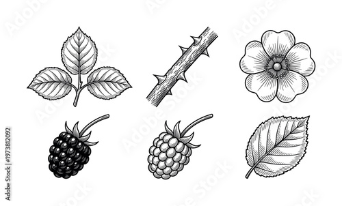 A vintage set of blackberry plant illustrations. Includes berry, leaf, flower, and thorn. Perfect for botanical, food, or nature-themed designs. Vector engraving style.