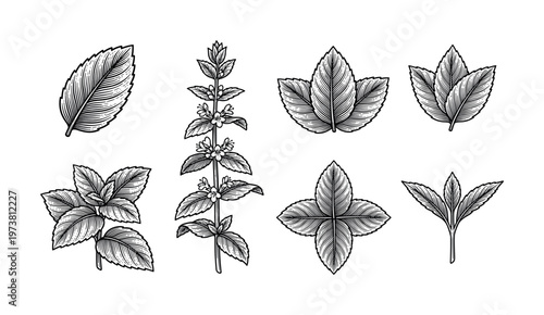 A collection of mint leaves and a blooming plant in a vintage engraving style. Ideal for packaging, branding, and herbal or culinary designs. Black and white vector illustration.