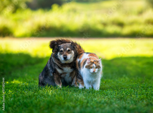 Funny furry friends: a dog and a cat sitting next to each other on sunny gree...