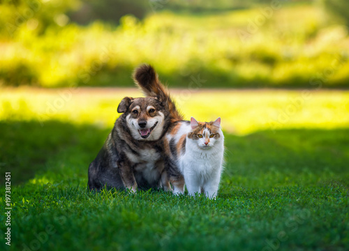 Cute domestic furry friends: a dog and a cat sitting together on green sunny ...