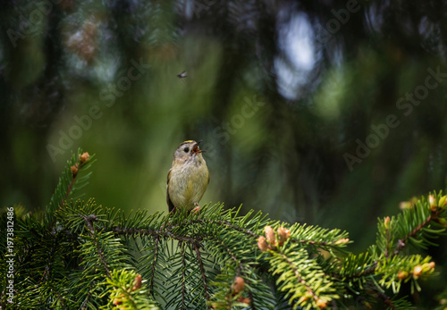 small bird goldcrest sitting on branches of coniferous spruce tree and singing
