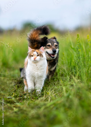 Cute domestic furry friends, a dog and cat, walking side by side on a road hu...