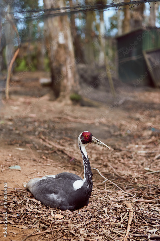 Naklejka premium Crane bird wildlife forest sitting on ground with redhead and long beak in natural enclosure, resting among dry leaves and tree trunks, closeup of solitary waterbird habitat