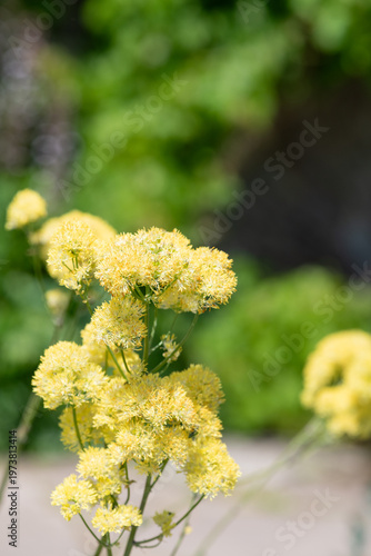 Wallpaper Mural Close up of common meadow rue (thalictrum flavum) in bloom Torontodigital.ca