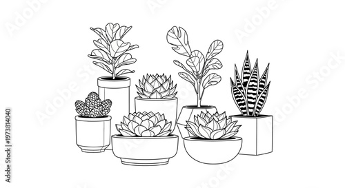 A collection of potted succulent plants.