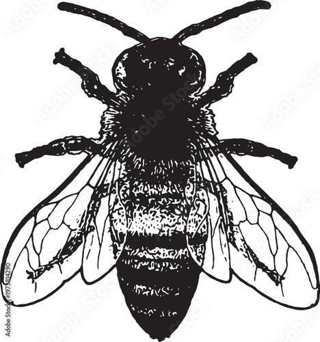 Detailed Vintage Honey Bee Ink Illustration in Engraved Style, illustration captures intricate details of the insect's anatomy, including the veined translucent wings, fuzzy thorax