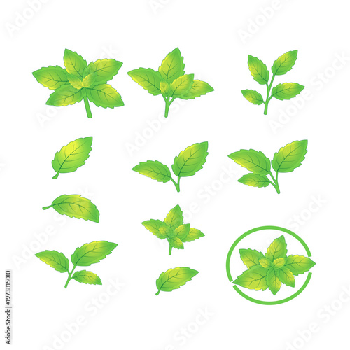 Collection of fresh green mint leaves and menthol sprigs in hand drawn style for herbal tea and cocktail design