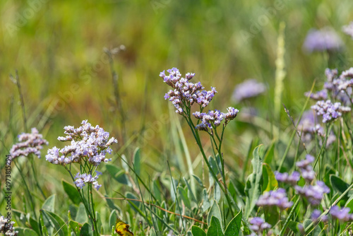 Wallpaper Mural Close up of common sea lavender (limonium vulgare) flowers in bloom Torontodigital.ca