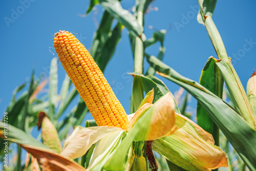 Golden corn cob in focus on plant, agricultural crop in bright daylight with blurred background.