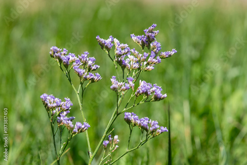 Wallpaper Mural Close up of common sea lavender (limonium vulgare) flowers in bloom Torontodigital.ca