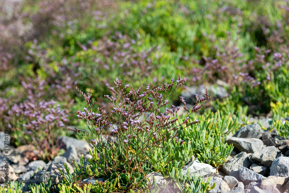 custom made wallpaper toronto digitalClose up of common sea lavender (limonium vulgare) flowers in bloom