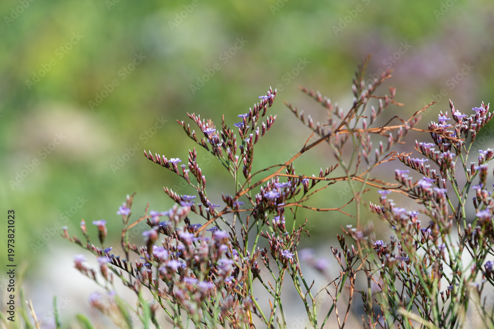 custom made wallpaper toronto digitalClose up of common sea lavender (limonium vulgare) flowers in bloom