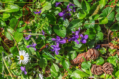 Tapis printanier de violettes sauvages, pâquerette et pommes de pin sur un sol forestier ensoleillé