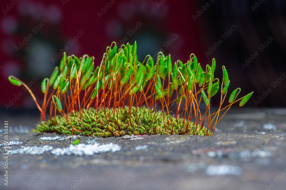 Fototapeta premium Gros plan macro de mousse avec sporophytes aux tiges rouges et capsules vertes