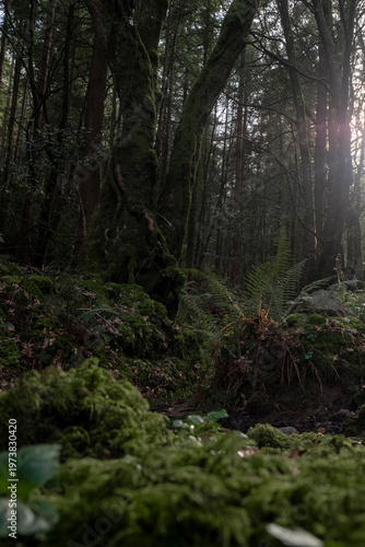 Ancient tree trunk and ferns thrive in misty temperate rainforest, embodying ecological harmony and serene refuge for wellness and conservation themes.