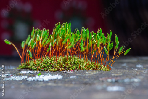Gros plan macro de mousse avec sporophytes aux tiges rouges et capsules vertes